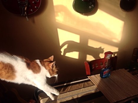 Picture of a cat / kitten / feline