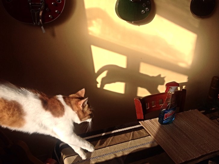 Picture of a cat / kitten / feline