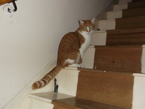 Picture of a cat / kitten / feline