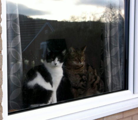 Picture of a cat / kitten / feline