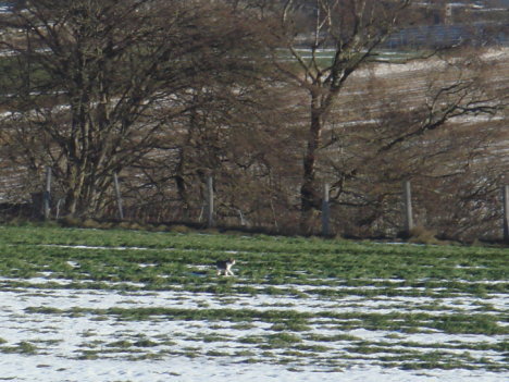 Picture of a cat / kitten / feline