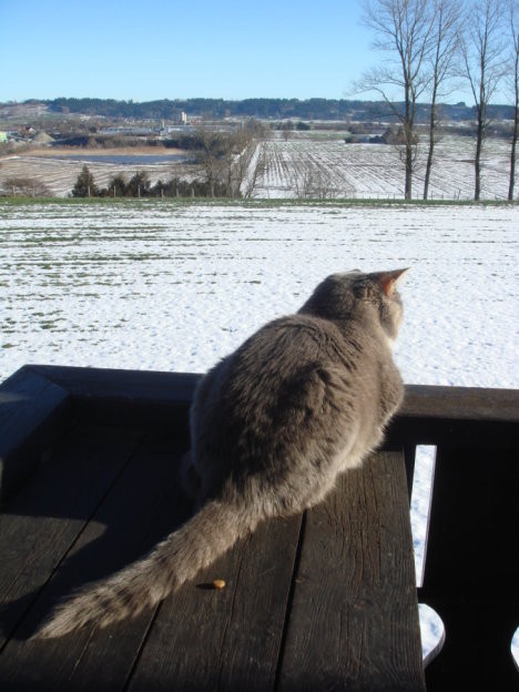 Picture of a cat / kitten / feline