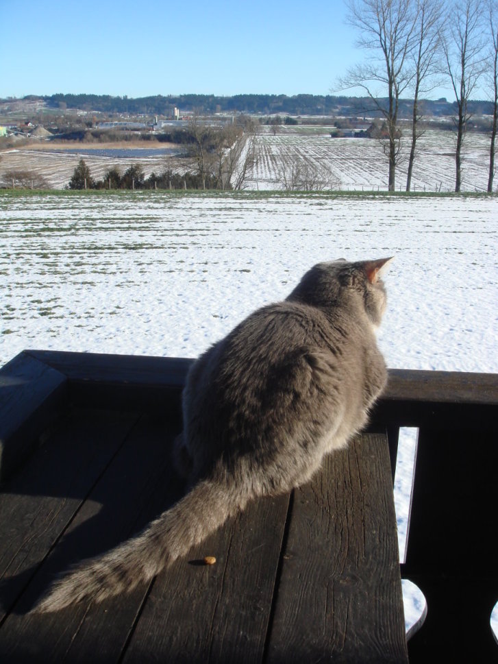 Picture of a cat / kitten / feline