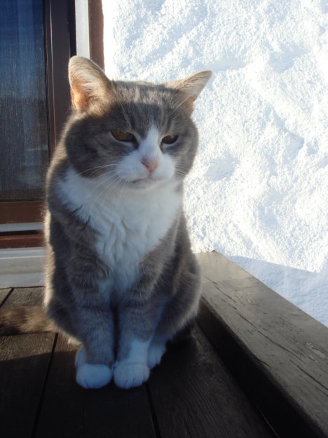 Picture of a cat / kitten / feline