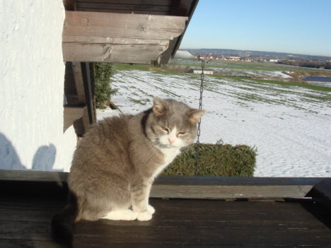 Picture of a cat / kitten / feline