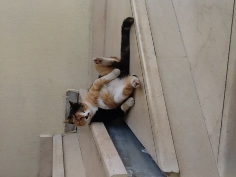 Picture of a cat / kitten / feline