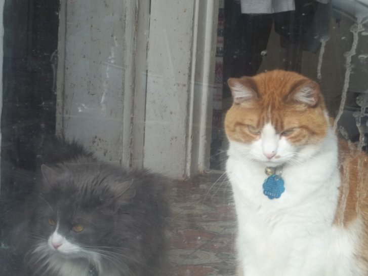 Picture of a cat / kitten / feline