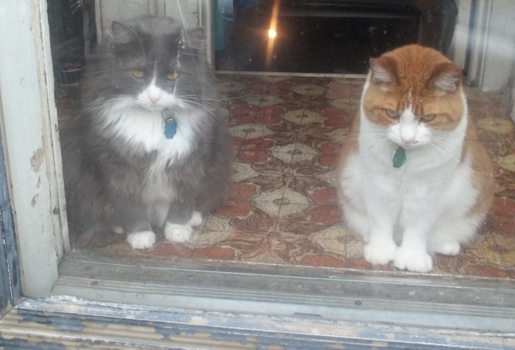 Picture of a cat / kitten / feline