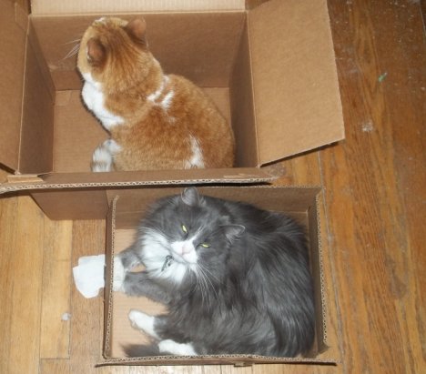 Picture of a cat / kitten / feline