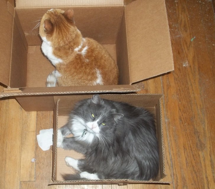 Picture of a cat / kitten / feline