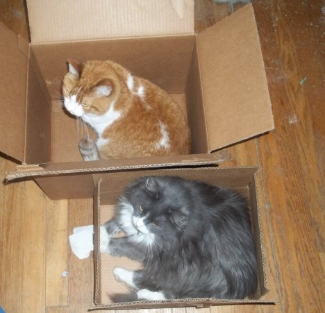 Picture of a cat / kitten / feline