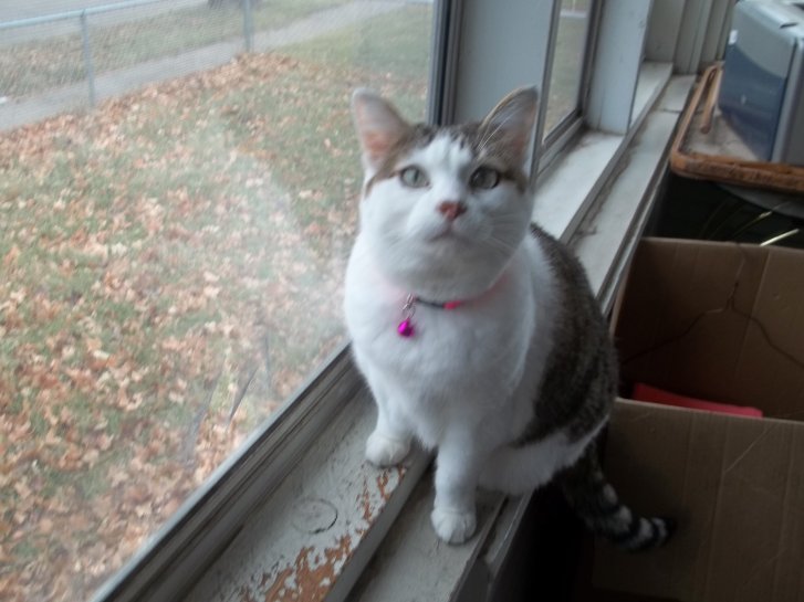 Picture of a cat / kitten / feline