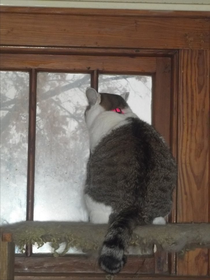 Picture of a cat / kitten / feline