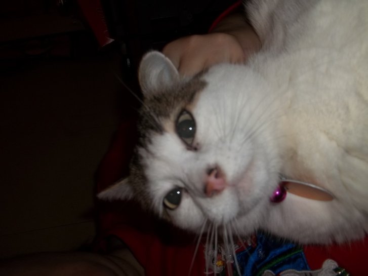 Picture of a cat / kitten / feline