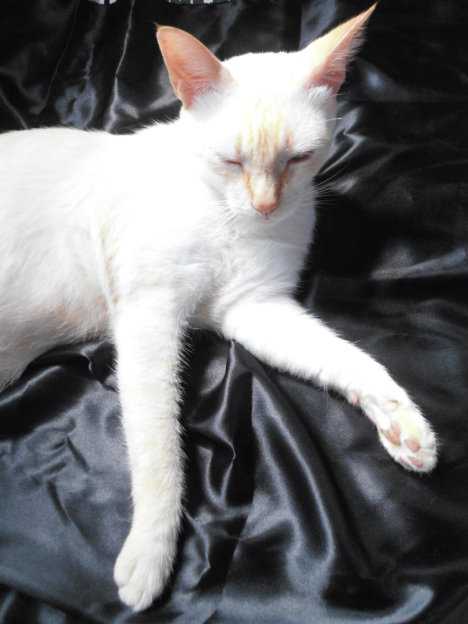 Picture of a cat / kitten / feline