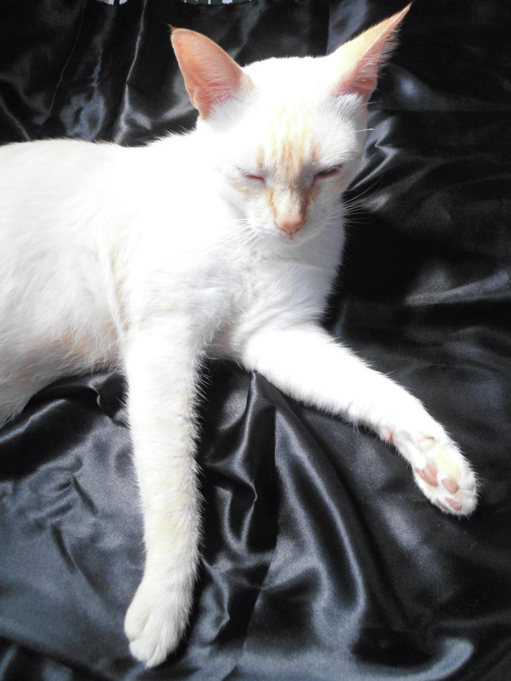 Picture of a cat / kitten / feline