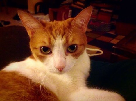 Picture of a cat / kitten / feline