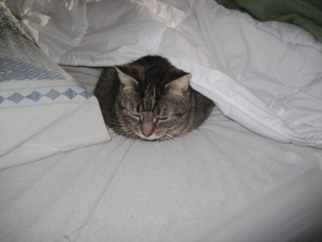 Picture of a cat / kitten / feline