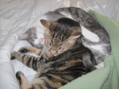 Picture of a cat / kitten / feline