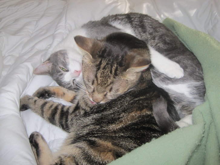 Picture of a cat / kitten / feline