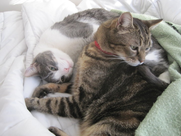 Picture of a cat / kitten / feline