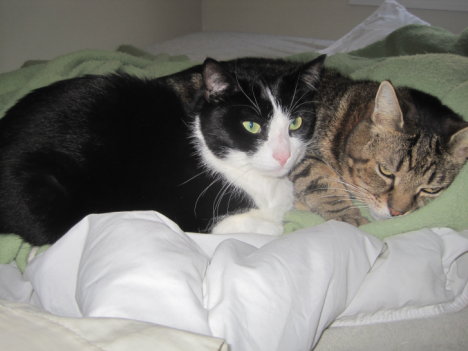 Picture of a cat / kitten / feline