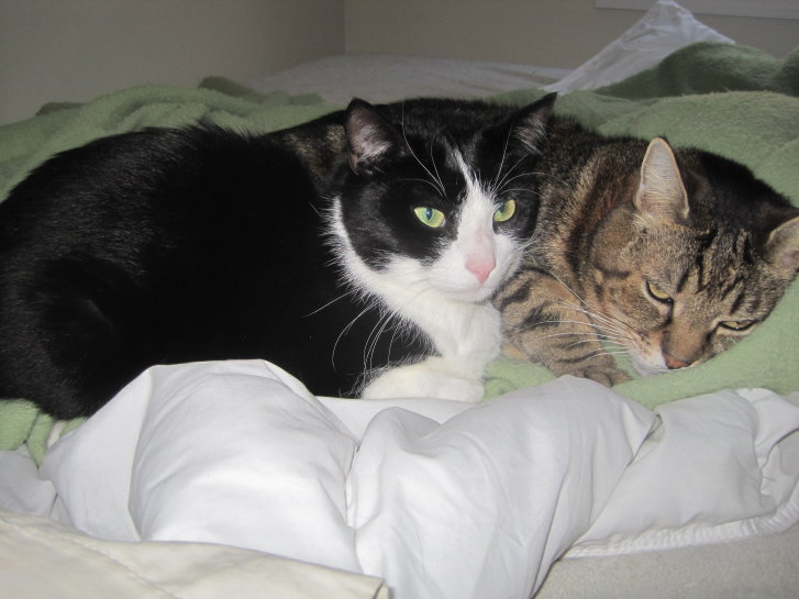 Picture of a cat / kitten / feline