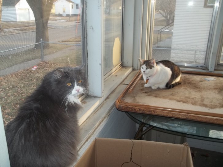 Picture of a cat / kitten / feline