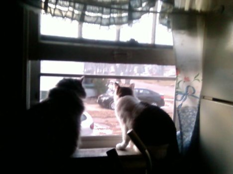 Picture of a cat / kitten / feline