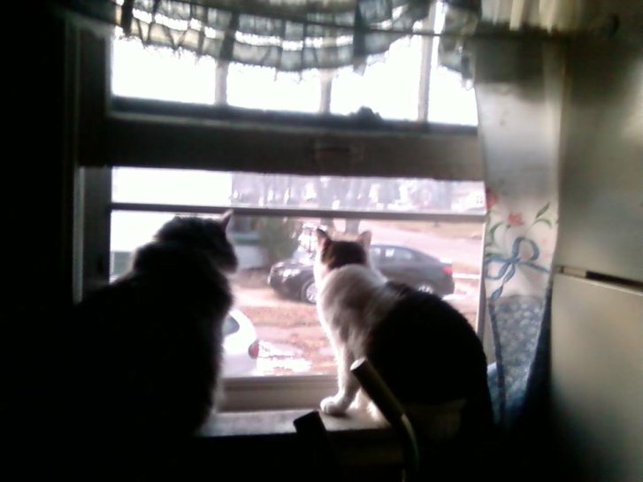 Picture of a cat / kitten / feline