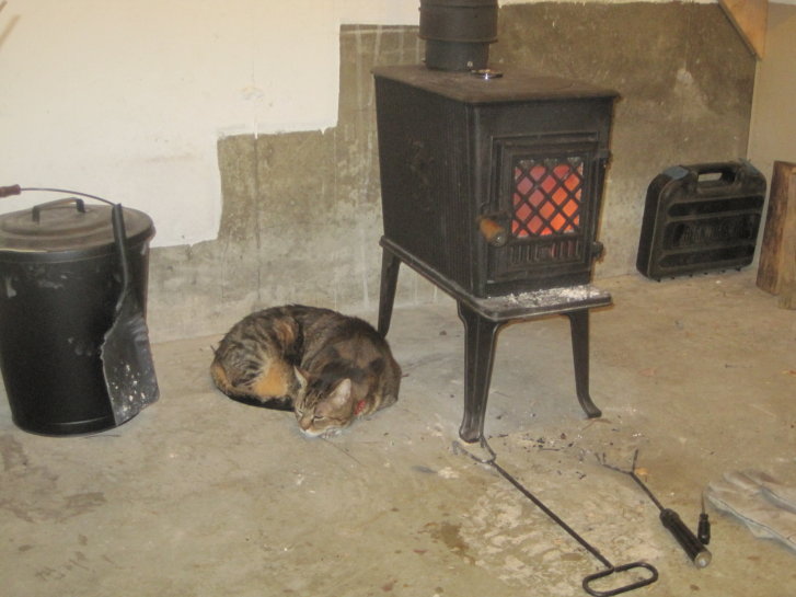 Picture of a cat / kitten / feline