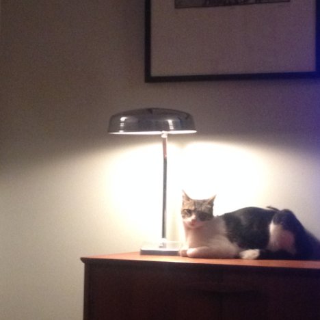 Picture of a cat / kitten / feline