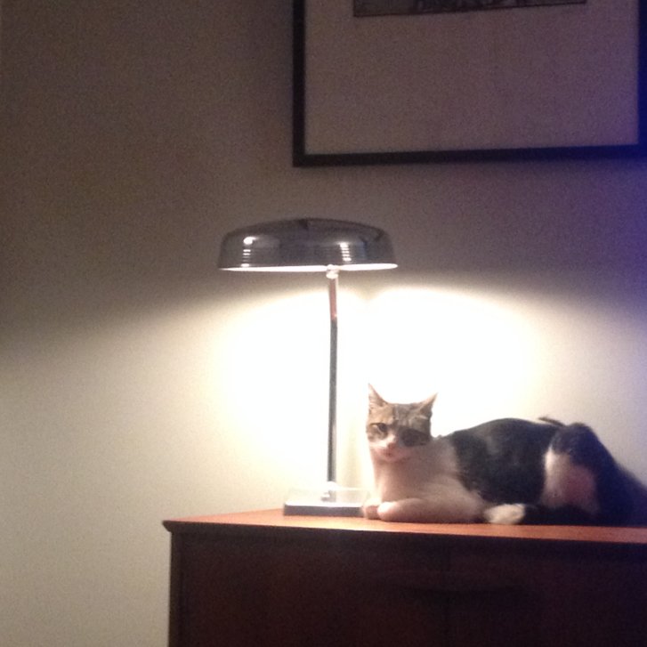 Picture of a cat / kitten / feline