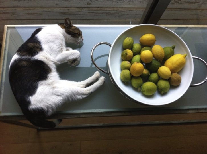 Picture of a cat / kitten / feline