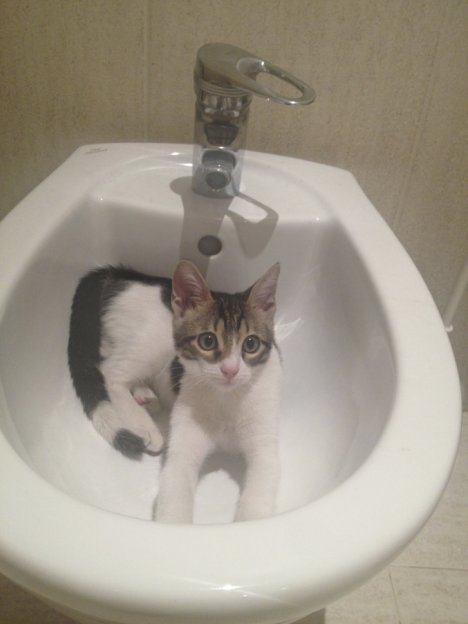 Picture of a cat / kitten / feline