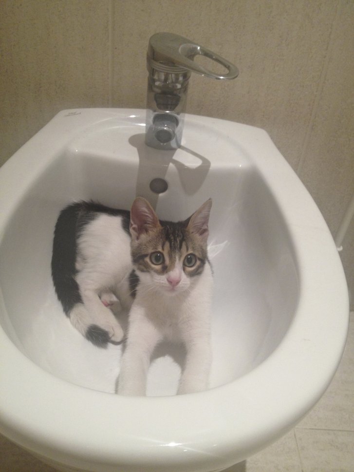 Picture of a cat / kitten / feline