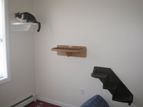 Picture of a cat / kitten / feline