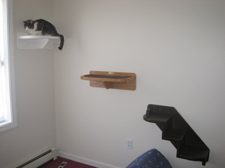 Picture of a cat / kitten / feline