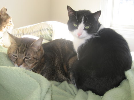 Picture of a cat / kitten / feline