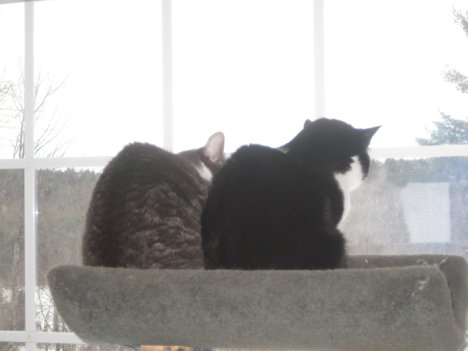 Picture of a cat / kitten / feline