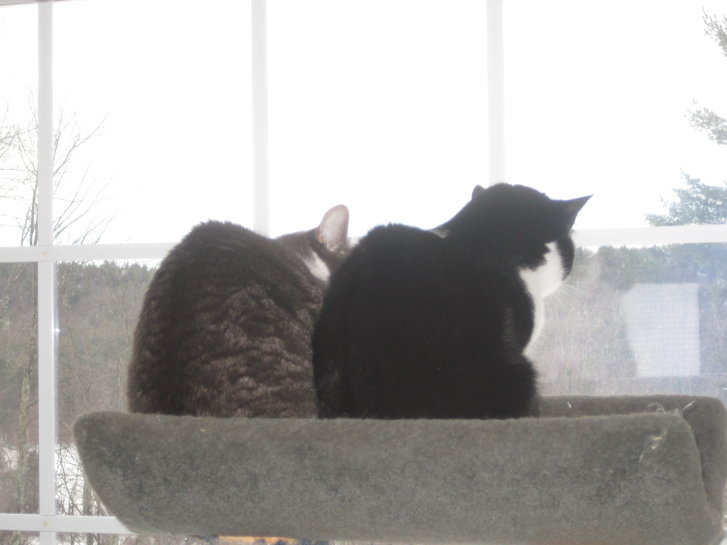 Picture of a cat / kitten / feline