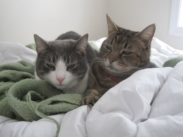 Picture of a cat / kitten / feline