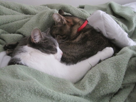 Picture of a cat / kitten / feline