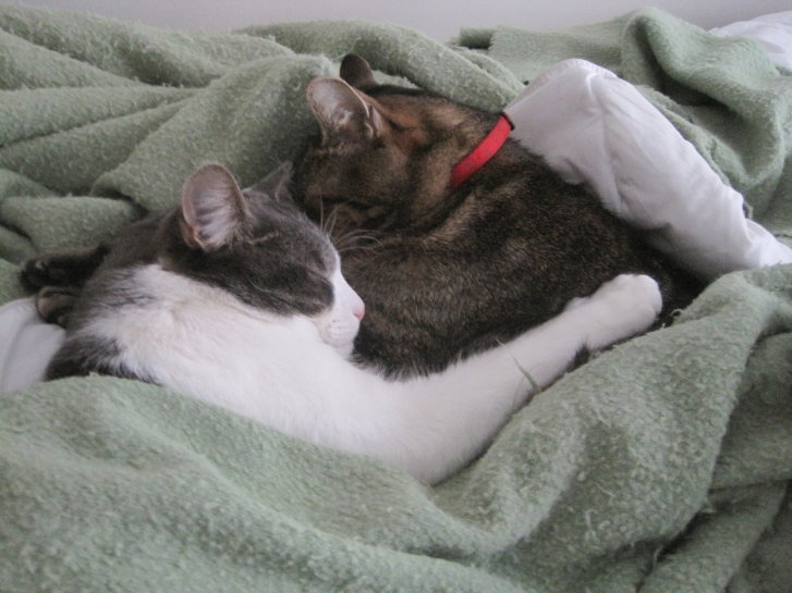 Picture of a cat / kitten / feline