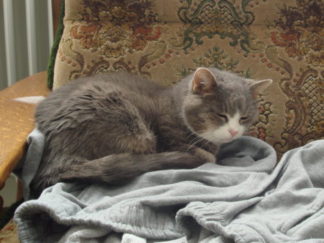 Picture of a cat / kitten / feline