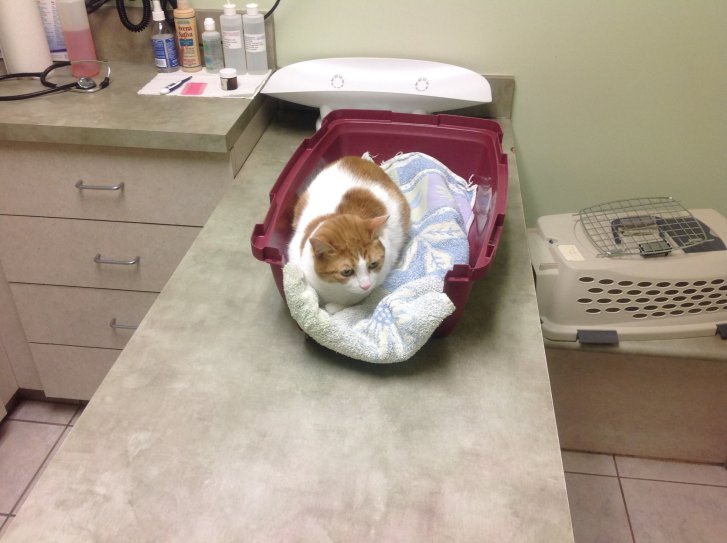 Picture of a cat / kitten / feline