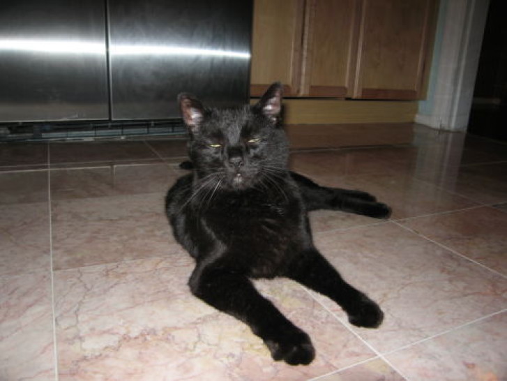 Picture of a cat / kitten / feline