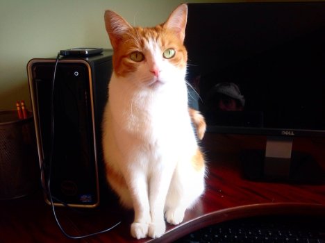 Picture of a cat / kitten / feline