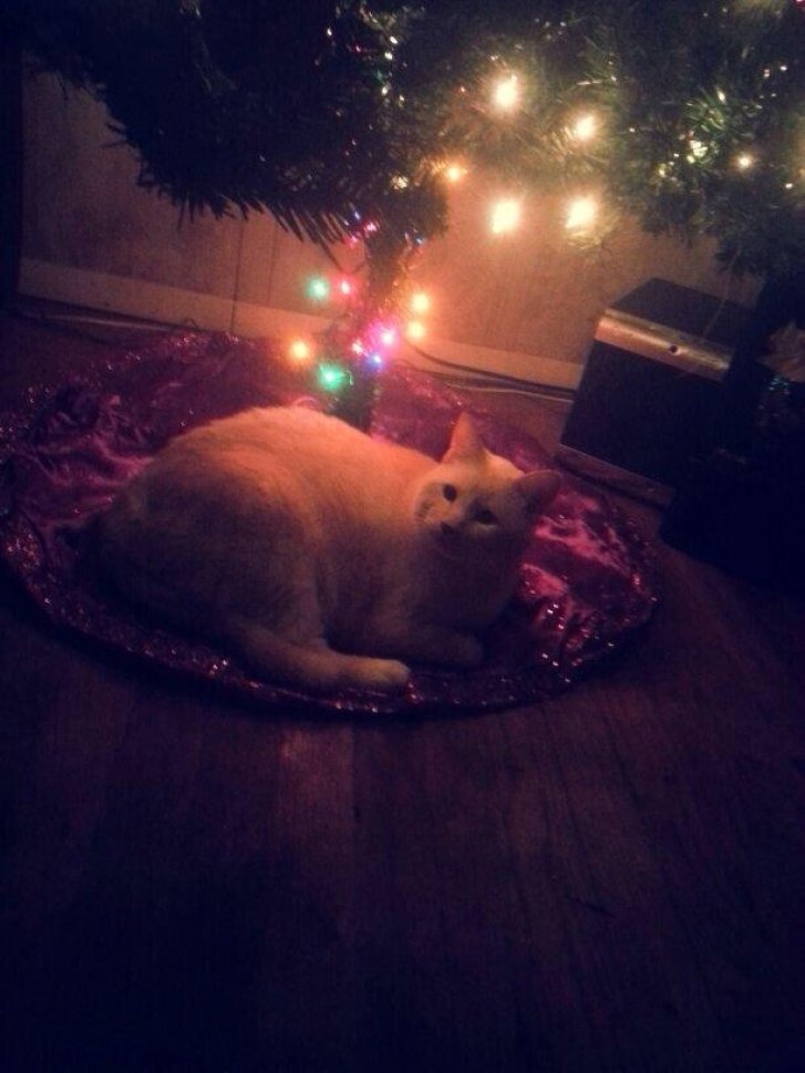 Picture of a cat / kitten / feline