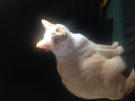 Picture of a cat / kitten / feline